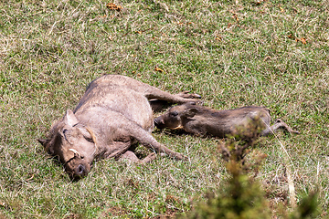 Image showing Warthog family with baby piglets, Ethiopia