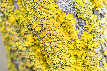 Image showing Yellow parasitic fungus on twig in winter