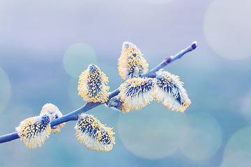 Image showing pussy-willow holiday, spring background