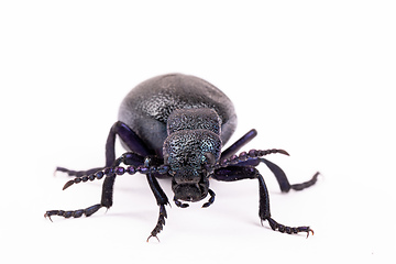 Image showing poisonous violet oil beetle isolated on white