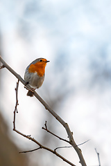 Image showing bird European Robin Red Breast