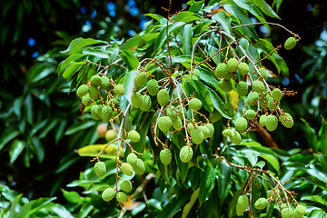 Image showing Unripe exotic fruit Lychee on tree