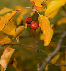 Image showing Crabapples In Autumn