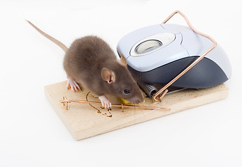 Image showing Clever Mouse