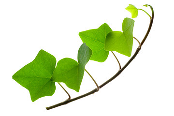 Image showing Sprig of Ivy