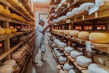 Image showing A worker at a cheese factory sorting freshly processed cheese on drying shelves