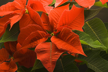 Image showing Poinsettia