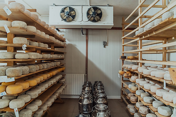 Image showing A large storehouse of manufactured cheese standing on the shelves ready to be transported to markets