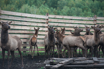 Image showing marals on farm in Altay