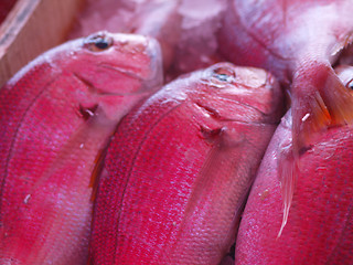 Image showing red fish