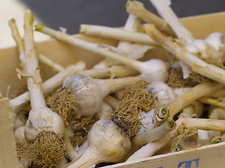 Image showing garlic bulbs