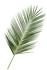 Image showing Phoenix Canariensis Date Palm Leaf