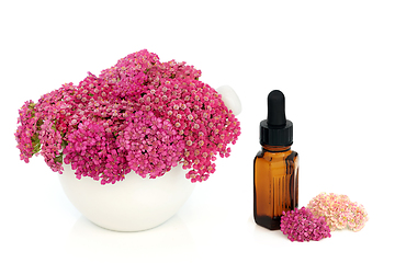 Image showing Achillea Yarrow Flower Naturopathic Herbal Medicine 