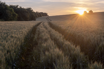 Image showing Summer landscape and sunset