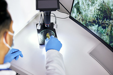 Image showing Scientist, research and weed sample in glass dish for natural medicine or analysis with innovation. Science, expert and analysis with marijuana in laboratory for inspection or pharmaceutical study.