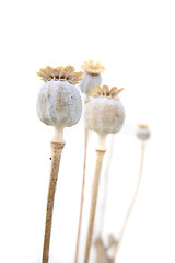 Image showing heads of poppy