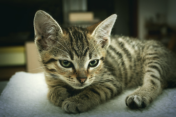 Image showing cute tabby kitten closeup