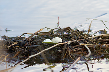 Image showing great crested grebe nest with eggs