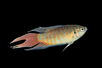 Image showing male paradise fish on dark background