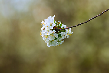 Image showing Prunus cerasifera in bloom