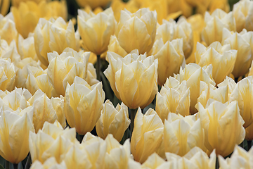 Image showing yellow tulips field