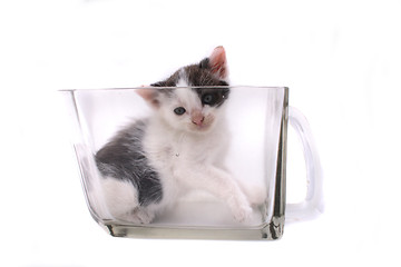 Image showing small cat in the glass