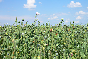 Image showing poppy