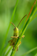 Image showing grass hopper