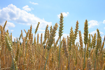 Image showing corn