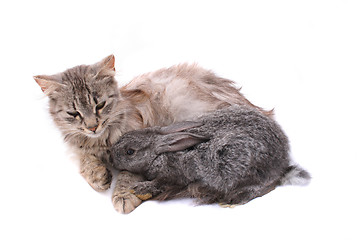 Image showing cat and rabbit