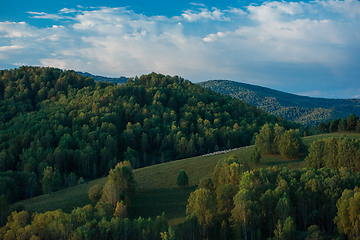 Image showing A herd of sheep in the Altai mountains.