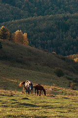 Image showing Horse in front of the sunrise