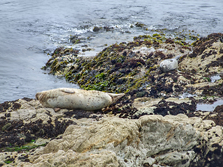 Image showing seals in California