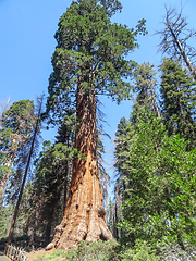 Image showing Sequoia National Park