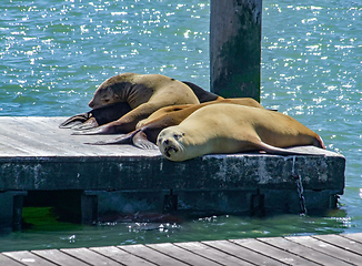 Image showing sea lions in San Francisco