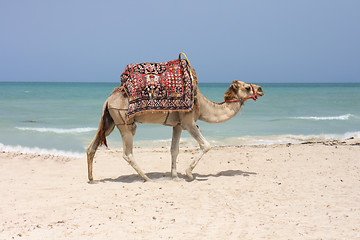 Image showing camel