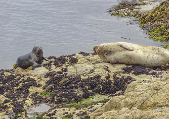 Image showing seals in California