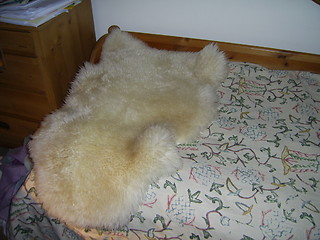 Image showing Sheep fur