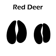 Image showing Red Deer Footprint