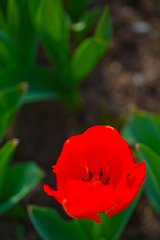 Image showing colorful tulips field