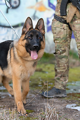 Image showing military working dog in action on the battlefield.