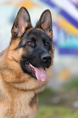 Image showing military working dog in action on the battlefield.