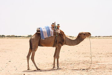 Image showing camel 