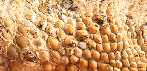 Image showing aligator skin