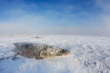 Image showing Northern pike on ice