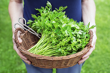 Image showing Parsley harvest