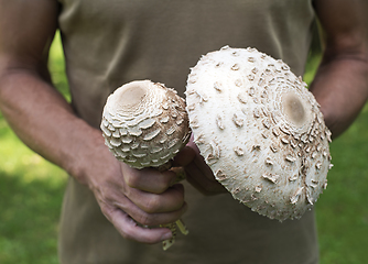 Image showing Macrolepiota procera