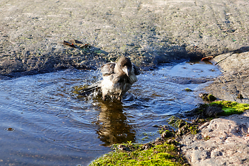 Image showing Young Hooded Crow Taking a Bath 3