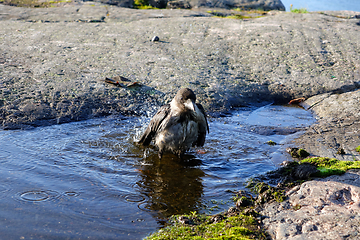 Image showing Young Hooded Crow Taking a Bath 4