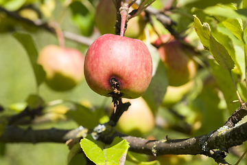 Image showing worm apple